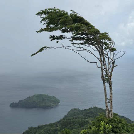 Resilient growth — a windswept tree on the nearshore coastline